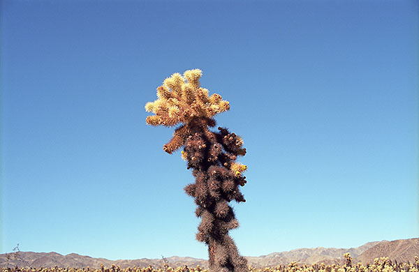 Untitled-Joshua-Tree-Justin-Rhody_600