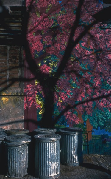 Pink Tree, Art Guerra, E. 4th St. & Ave. B, 1980, photograph by Philip Pocock