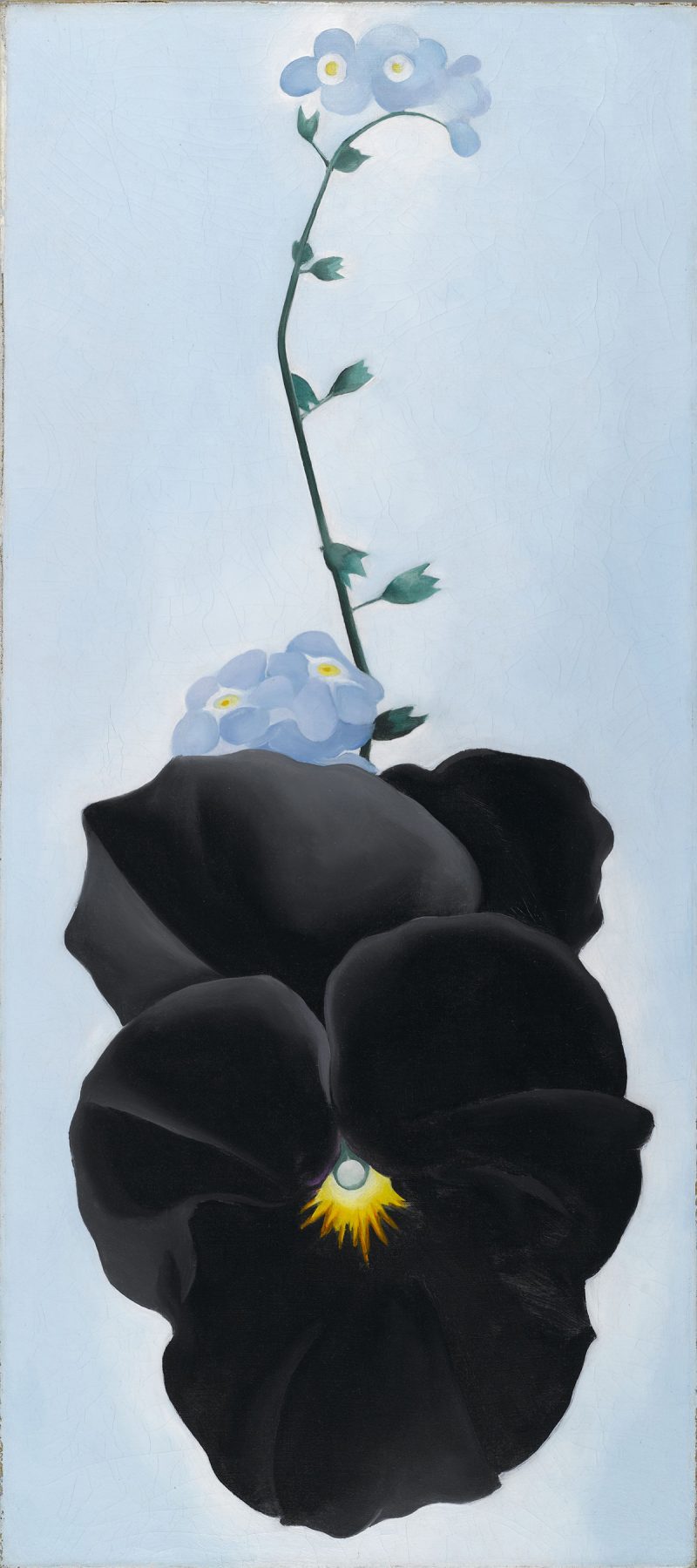 Georgia O'Keeffe black pansy forget me nots