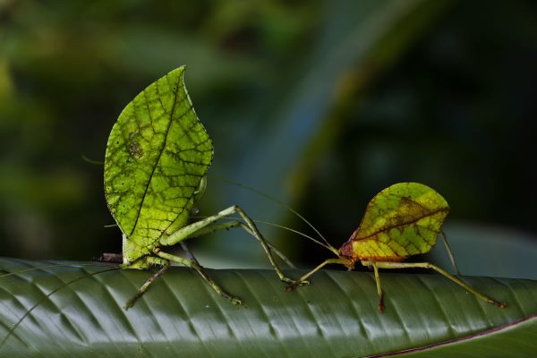 Typophyllum spurioculis